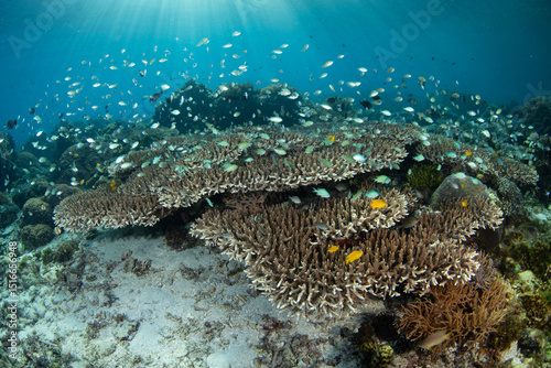 Fototapeta Naklejka Na Ścianę i Meble -  A traditional fish trap is found on a diverse coral reef in the Pantar Strait, near the island of Alor, Indonesia. This tropical region harbors spectacular marine biodiversity.