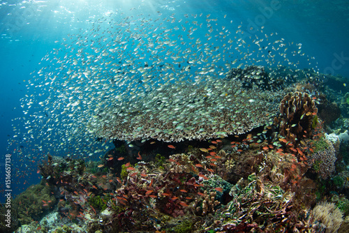 Fototapeta Naklejka Na Ścianę i Meble -  A traditional fish trap is found on a diverse coral reef in the Pantar Strait, near the island of Alor, Indonesia. This tropical region harbors spectacular marine biodiversity.