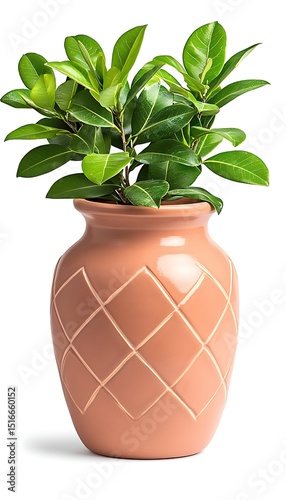 Terracotta Vase with Plant