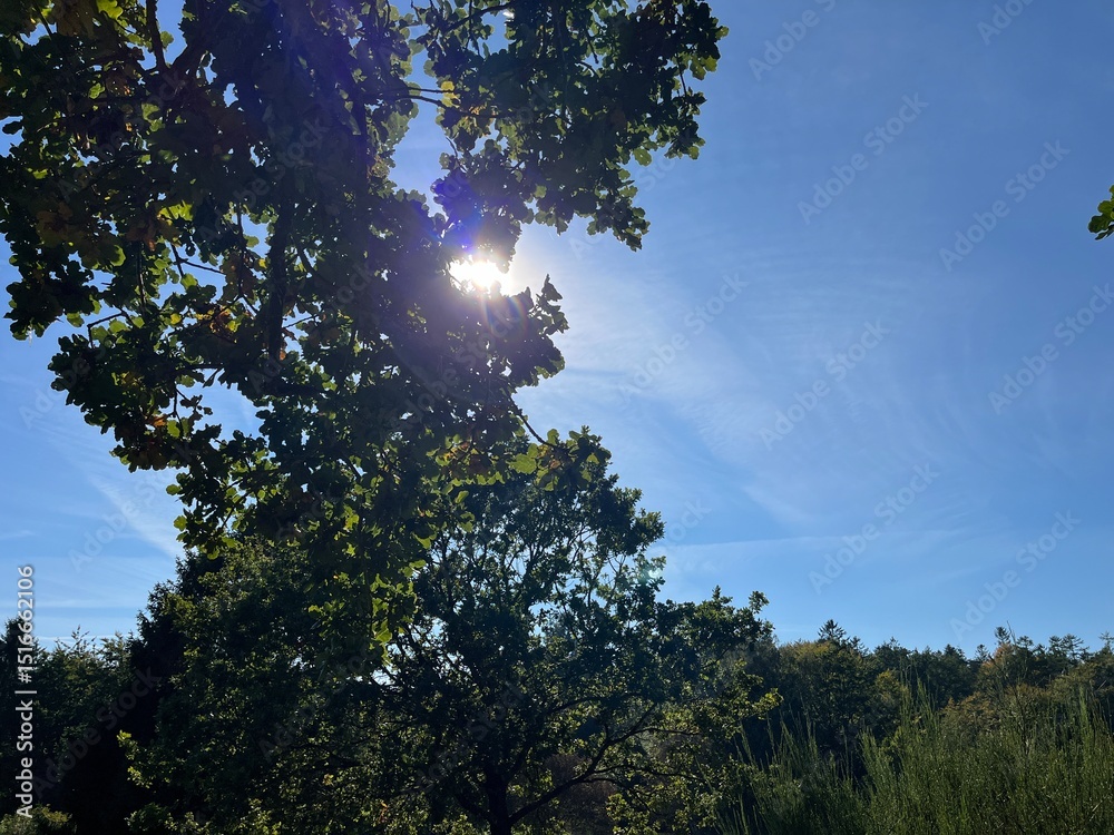 Obraz premium sun and tree