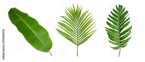 Banana, palm and monstera green leaf tropical plant isolated on white background clipart transparent PNG.