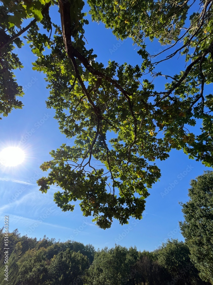 Obraz premium trees in the sky