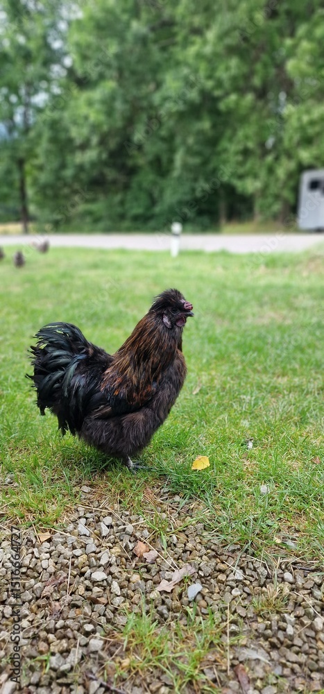 Fototapeta premium black hens with dark long feathers