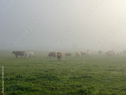 herd of cows in the fog