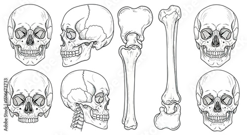 Human skull and bone illustrations in detailed line art style
