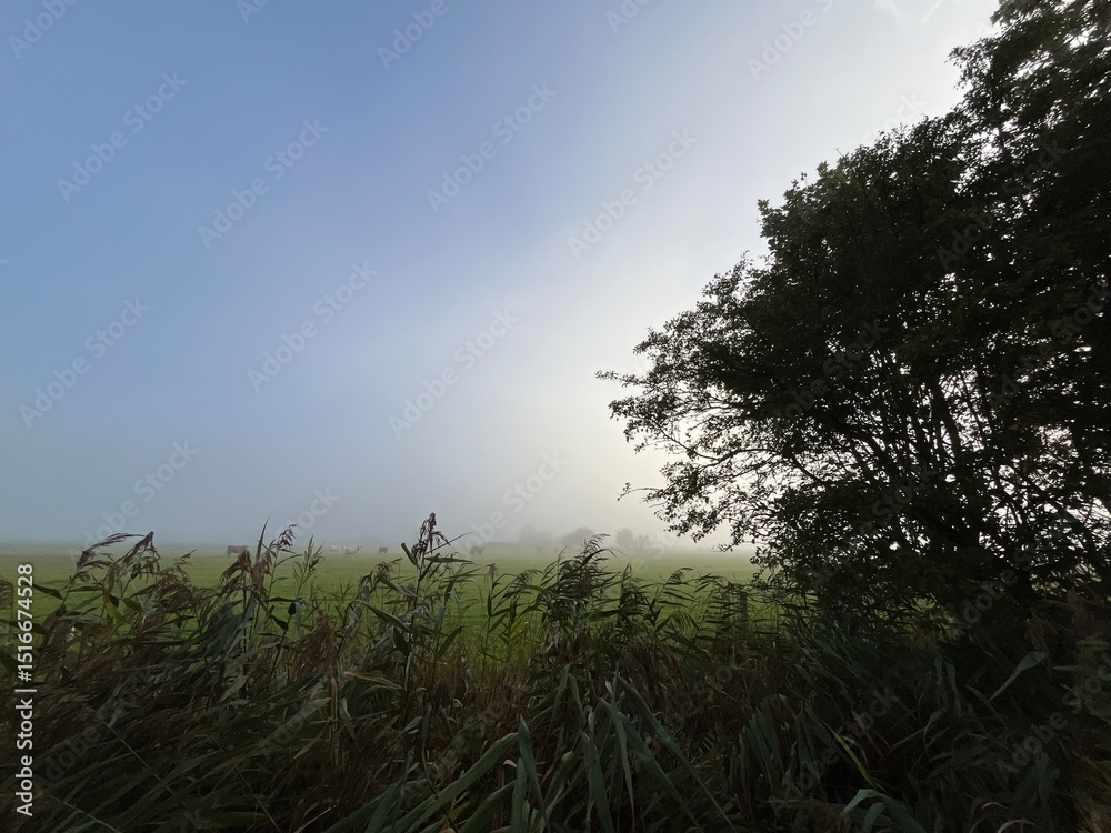 Obraz premium mist over the field