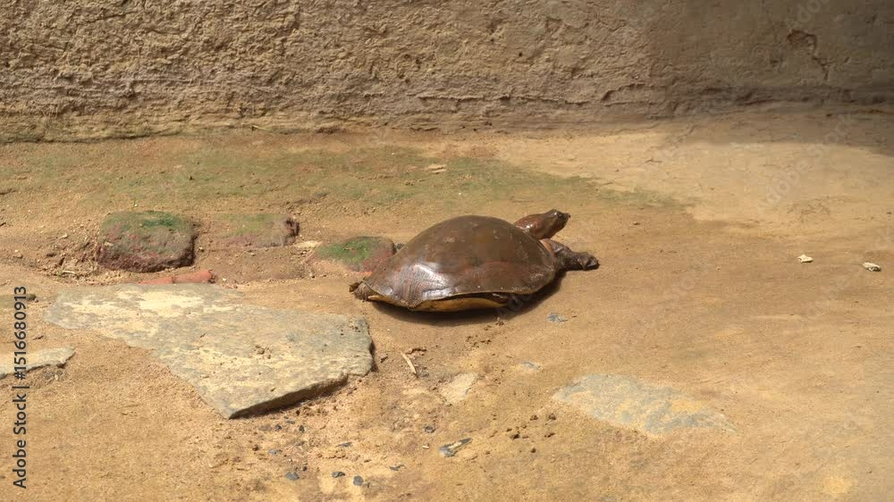 Softshell turtles are aquatic reptiles with flattened, leathery shells, long necks, and snorkel-like noses, adapted for swift swimming.