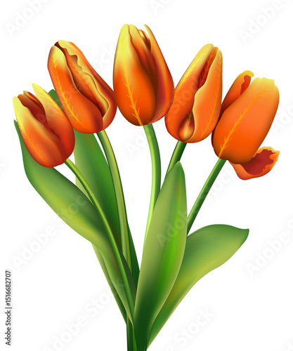 Tulip. A bouquet of five orange tulips on a white background. Perennial spring-summer flower with broad-leaved stems. Suitable for web design, collages, product decoration, printing greeting cards, ma