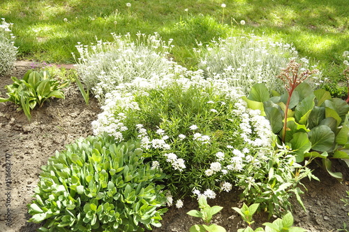 Harmony in Bloom  A Garden of Diversity A Symphony of Plants and Flowers