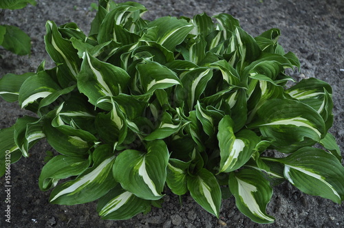 Hosta (Hosta) is a genus of perennial herbaceous plants in the family Asparagaceae