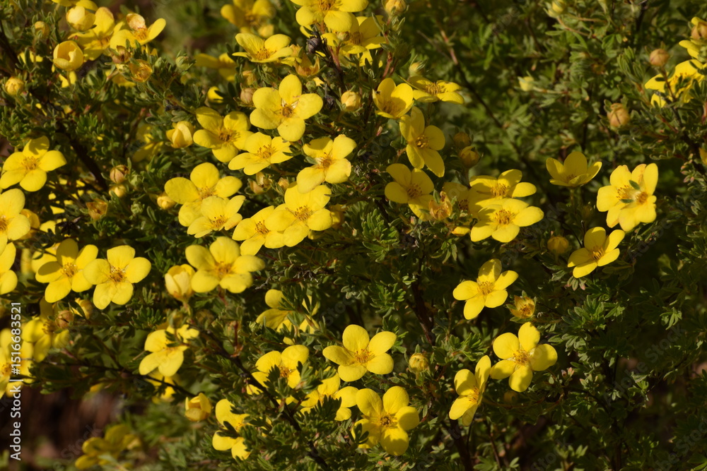 Fototapeta premium yellow flower in the garden