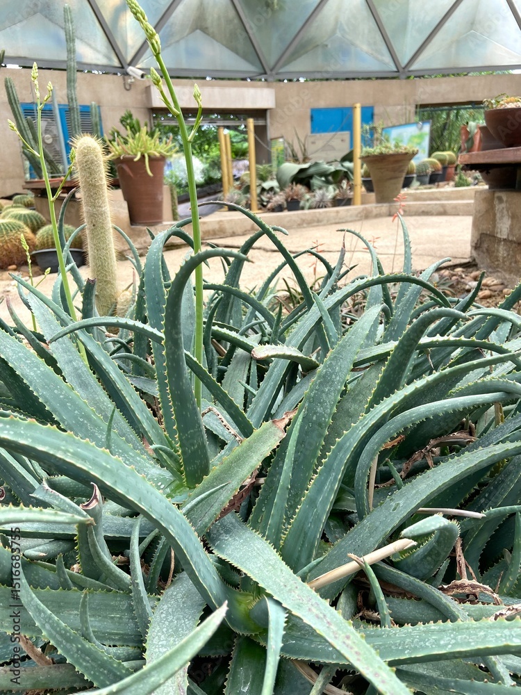 Aloe Dawei" Images  Browse 11 Stock Photos, Vectors, and Video | Adobe  Stock