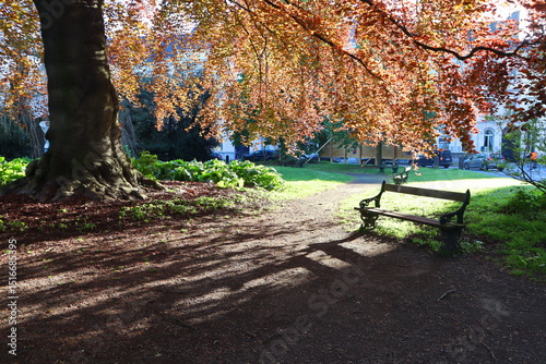 bench under a tree