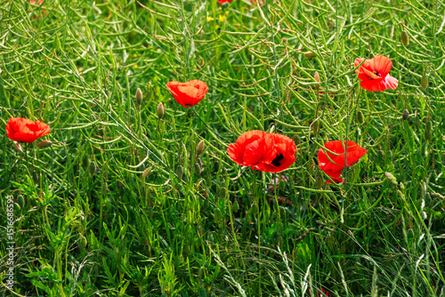 Close view of Papaver rhoeas flowers among green seed capsules