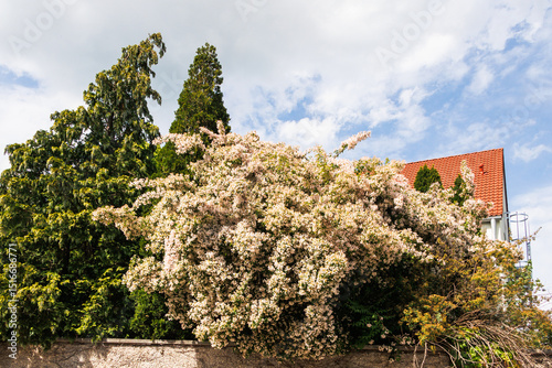 Blooming Kolkwitzia amabilis bush in residential garden