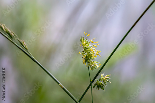 Blooming grass with yellow anthers in natural setting