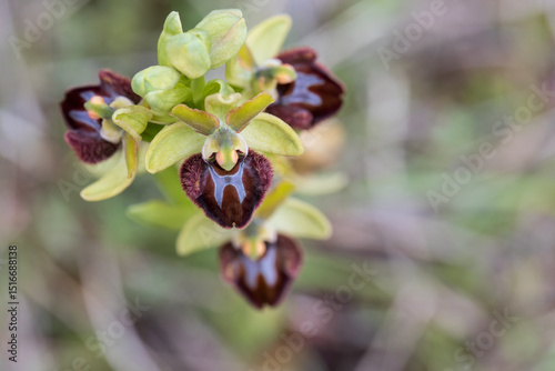 Close-up shots of Ophrys sphegodes, the early spider orchid, showcasing its unique shape and vibrant colors in natural settings. Perfect for botanical, scientific, or artistic visual projects. photo