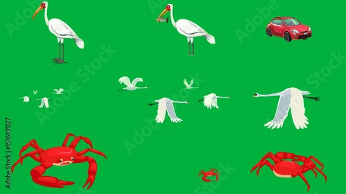 white bird standing green screen top red car background three swans flying sky swan crab spider fish beak two birds over air surface through group it animated chromakey background.