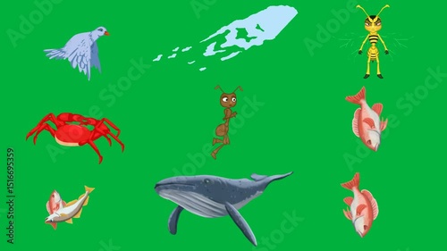 flying bird green background screen map country cartoon character bee its back red crab ant white fish whale air new zealand dolphin swimming is blue two water green screen animated.