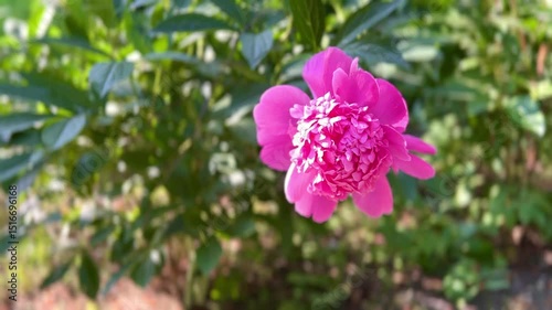 pink peony flower on a bush against the background of green leaves as a concept for summer landscape design of a garden plot 