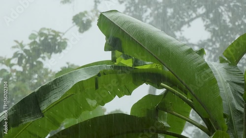 Heavy Rainfall on Banana Leaves with Wind. Heavy rain pouring down on lush banana leaves, accompanied by the soft rustling of wind