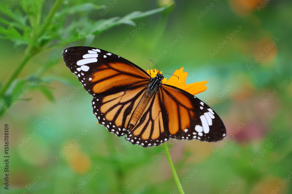 Fototapeta premium A beautiful painted lady butterfly with colorful wings rests on a vibrant flower in a summer garden