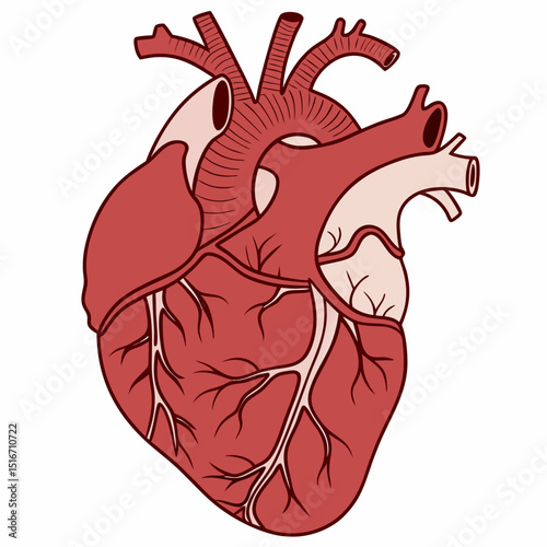 Single Human Heart Vector in Anatomical Medical Style
