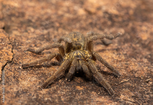A beautiful Highveld Baboon Spider (Harpactira hamiltoni), also known as Hamilton’s Starburst Baboon Spider, found in a rocky grassland in KwaZulu-Natal, South Africa