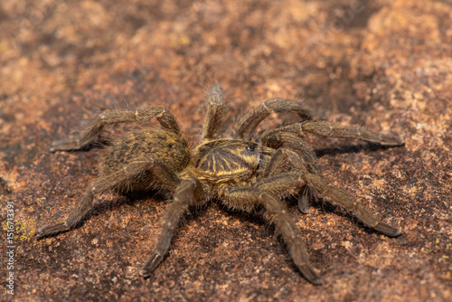 A beautiful Highveld Baboon Spider (Harpactira hamiltoni), also known as Hamilton’s Starburst Baboon Spider, found in a rocky grassland in KwaZulu-Natal, South Africa