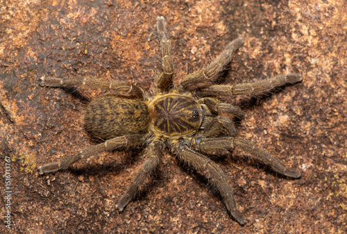 A beautiful Highveld Baboon Spider (Harpactira hamiltoni), also known as Hamilton’s Starburst Baboon Spider, found in a rocky grassland in KwaZulu-Natal, South Africa