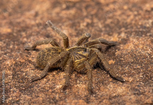 A beautiful Highveld Baboon Spider (Harpactira hamiltoni), also known as Hamilton’s Starburst Baboon Spider, found in a rocky grassland in KwaZulu-Natal, South Africa