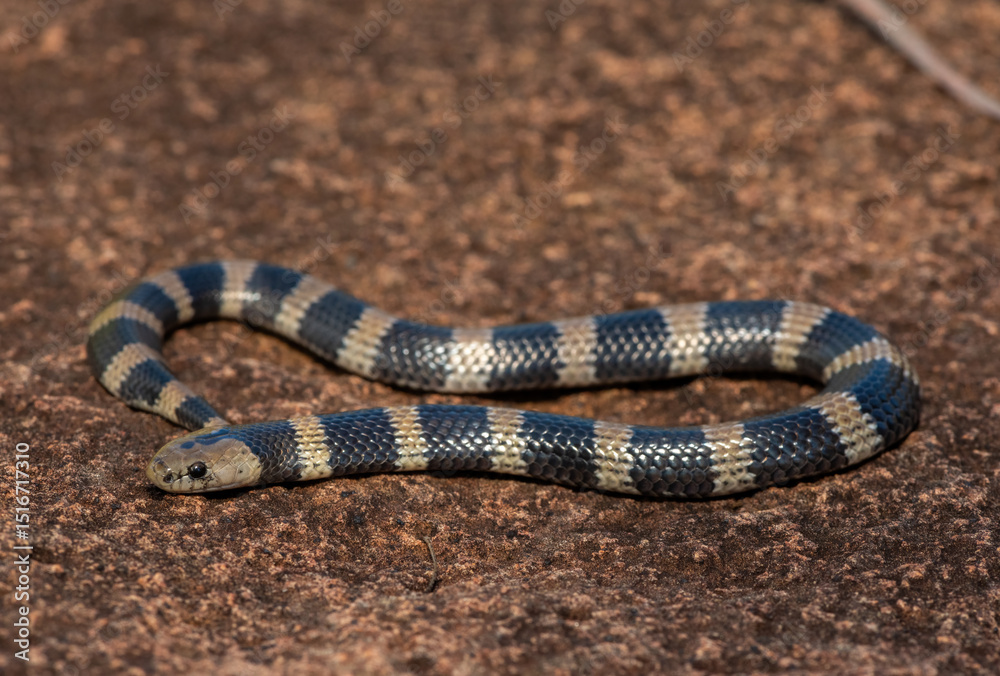Fototapeta premium Closeup of a beautiful but venomous juvenile Sundevall's garter snake (Elapsoidea sundevallii sundevallii), also known as the African garter snake, in the wild in KwaZulu-Natal, South Africa