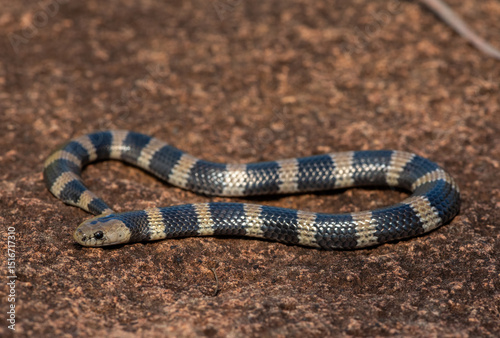 Closeup of a beautiful but venomous juvenile Sundevall's garter snake (Elapsoidea sundevallii sundevallii), also known as the African garter snake, in the wild in KwaZulu-Natal, South Africa