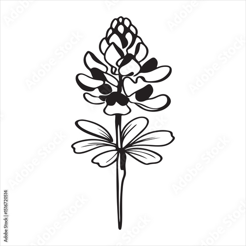 Wild Indigo Flower – Native Bloom with Striking Purple Petals and Hardy Foliage