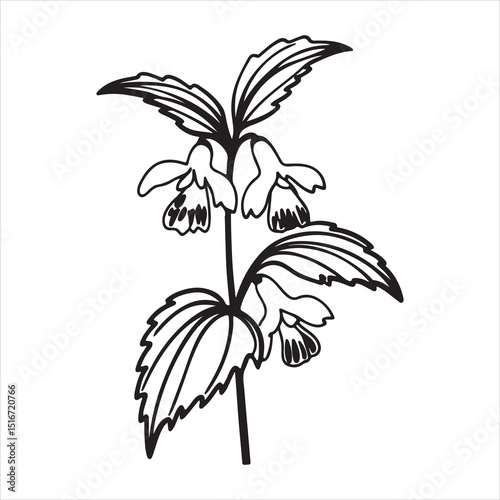 Yellow Archangel Flower – Golden Wild Bloom in Woodland Setting