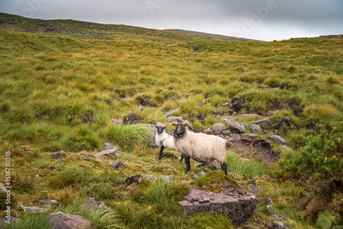 typische Landschaft in Irland mit Schafen
