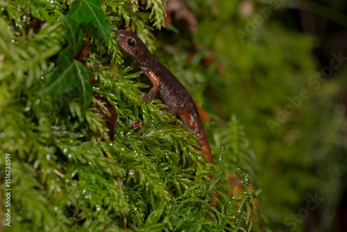 The Italian Cave Salamander (Speleomantes italicus) is a rare amphibian native to Italy, known for its secretive nature and cave habitats. Ideal for wildlife, conservation, and nature projects. photo