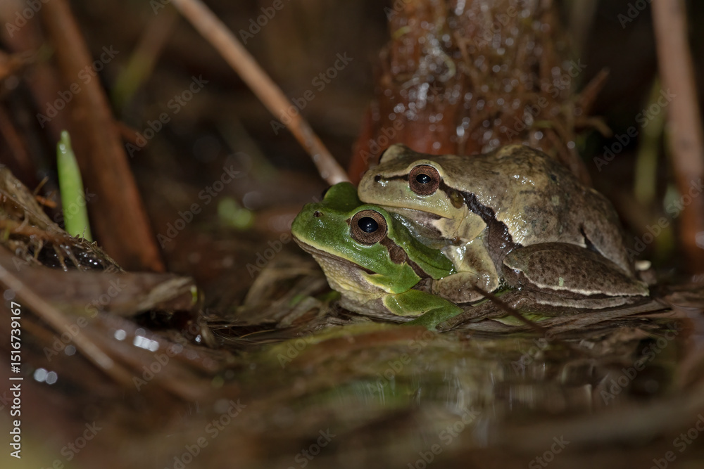 Naklejka premium The Italian Tree Frog (Hyla intermedia) is a vibrant amphibian native to Italy, known for its bright green color and melodic calls. Perfect for wildlife, nature, and conservation projects.
