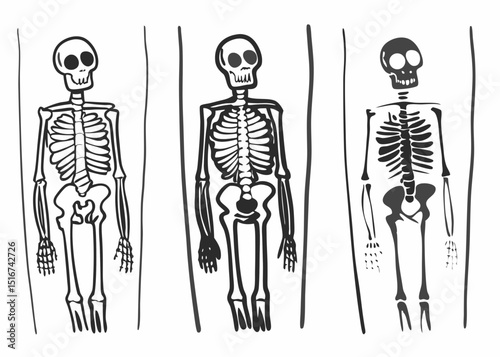 human skeleton isolated on white