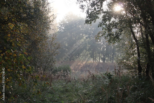morning in the forest