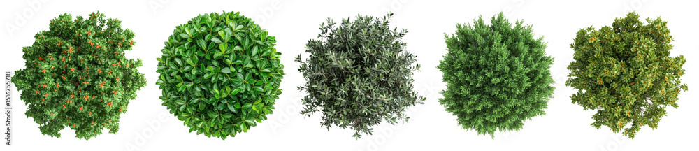 Obraz premium PNG Lush green top view foliage, element set on transparent background