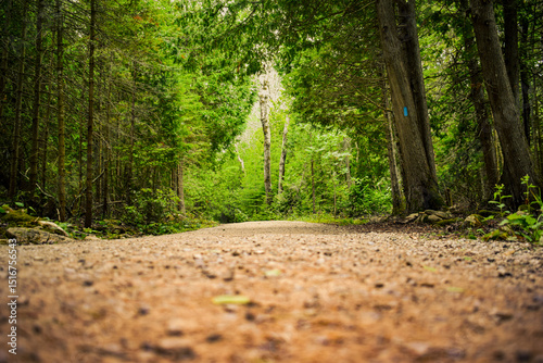 Fototapeta Naklejka Na Ścianę i Meble -  A serene dirt path in the middle of a green forest, captured from a low angle. Perfect for hiking, outdoor adventure, and nature wellness themes.