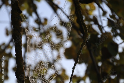 spiderweb in morning light