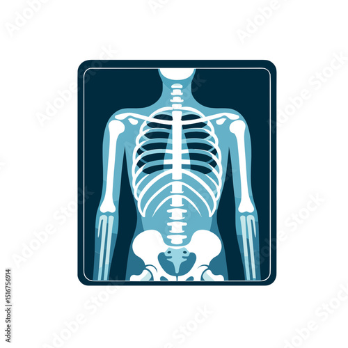 Human skeleton vector illustration representing anatomy and medical education