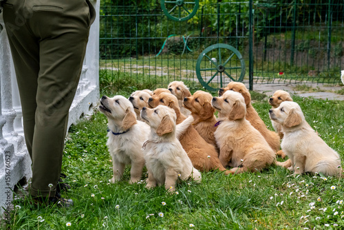 CUCCIOLI GOLDEN RETRIVER