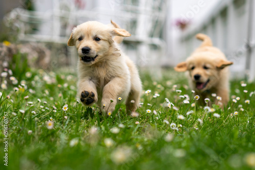 CUCCIOLI GOLDEN RETRIVER