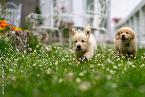 CUCCIOLI GOLDEN RETRIVER