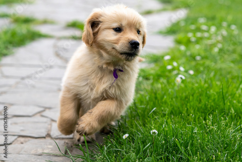 CUCCIOLI GOLDEN RETRIVER