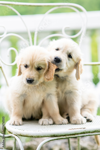 CUCCIOLI GOLDEN RETRIVER