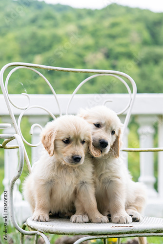 CUCCIOLI GOLDEN RETRIVER